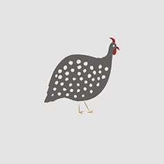 Guinea Fowl